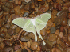 Moth