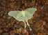 Moth