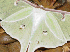 Moth with insects on it