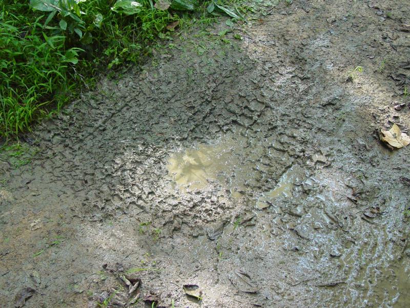 Got Mud? - Click to Enlarge