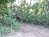 Another side trail