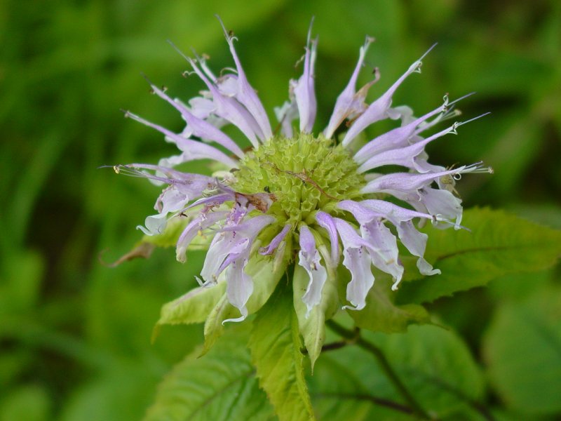 Flowers in field near SGL 223