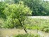 Tree near King Bridge - The Bridges of Greene County #4