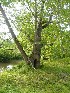 Tree near The Bridges of Greene County # 7 - White Bridge