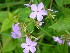 Flowers in field near SGL 223