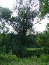 Near Whiteley Creek