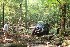 Bush whacking