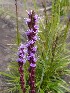 More Flowers