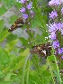 More Flowers and Butter Flys