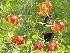 More Flowers and Butter Flys