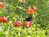 More Flowers and Butter Flys