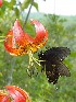 More Flowers and Butter Flys