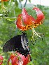 More Flowers and Butter Flys