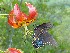 More Flowers and Butter Flys