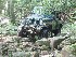 Bush Crawling