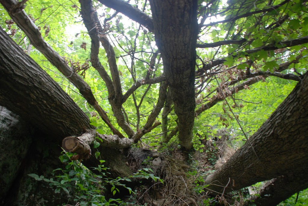 Fallen Timber on Beaver Hollow Rd