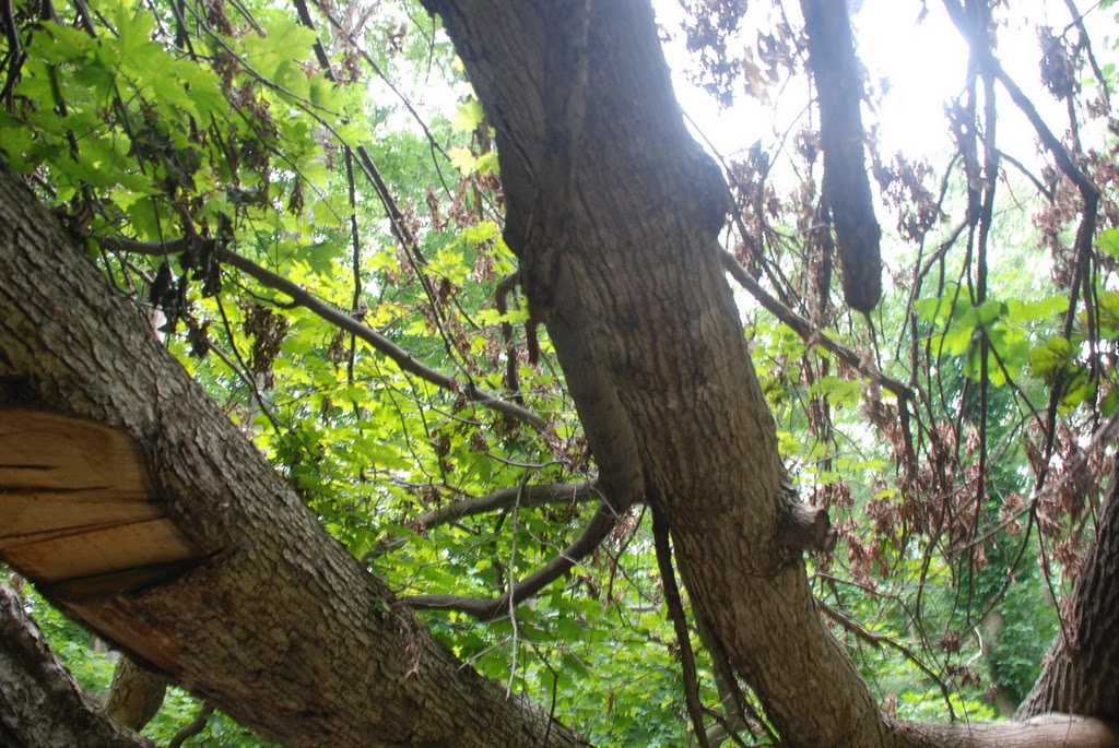 Fallen Timber on Beaver Hollow Rd