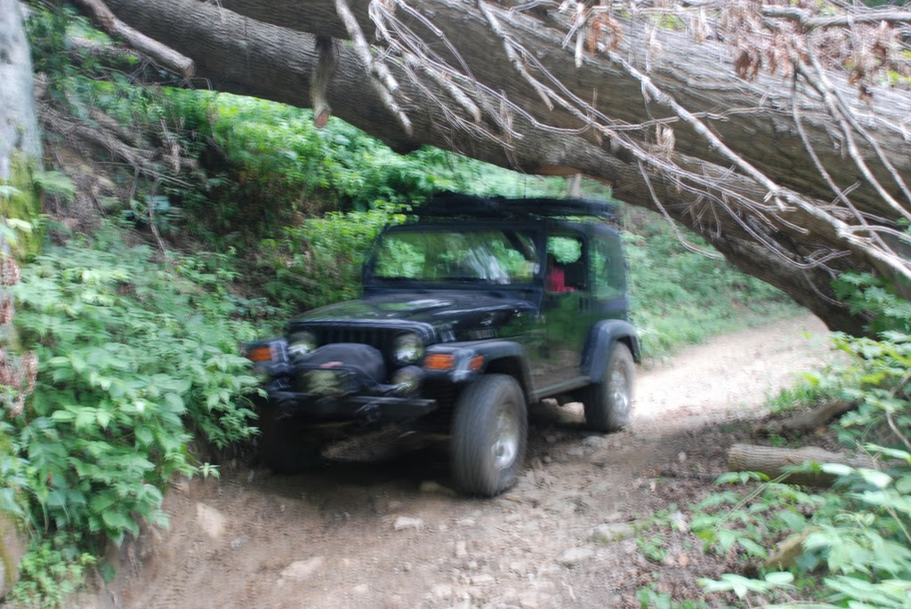Fallen Timber on Beaver Hollow Rd