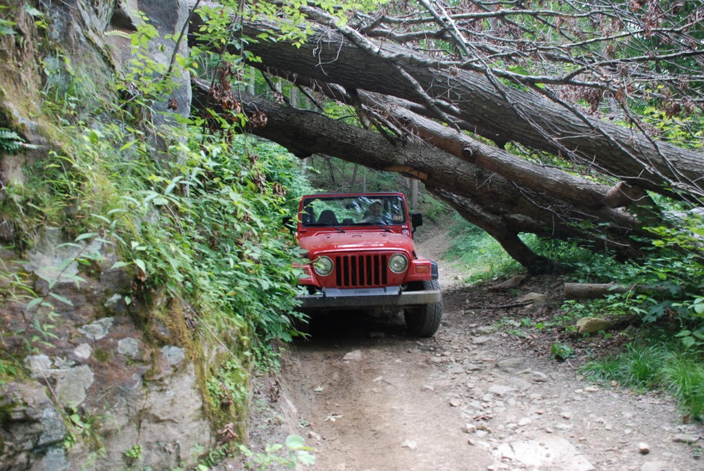 Fallen Timber on Beaver Hollow Rd