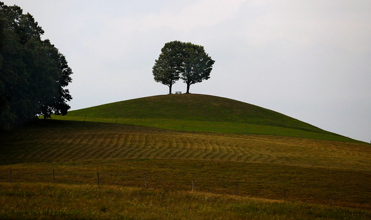 Twin Trees and Picnic Table