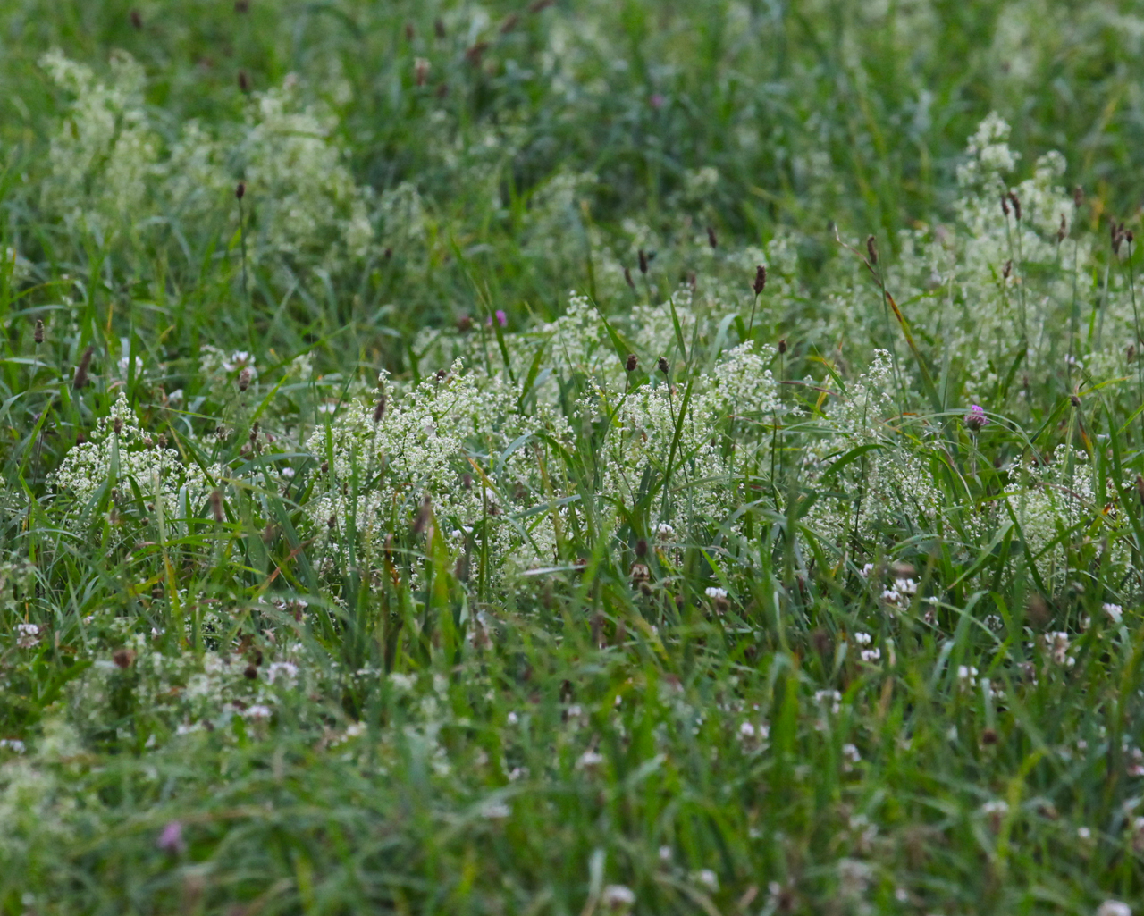 Pasture