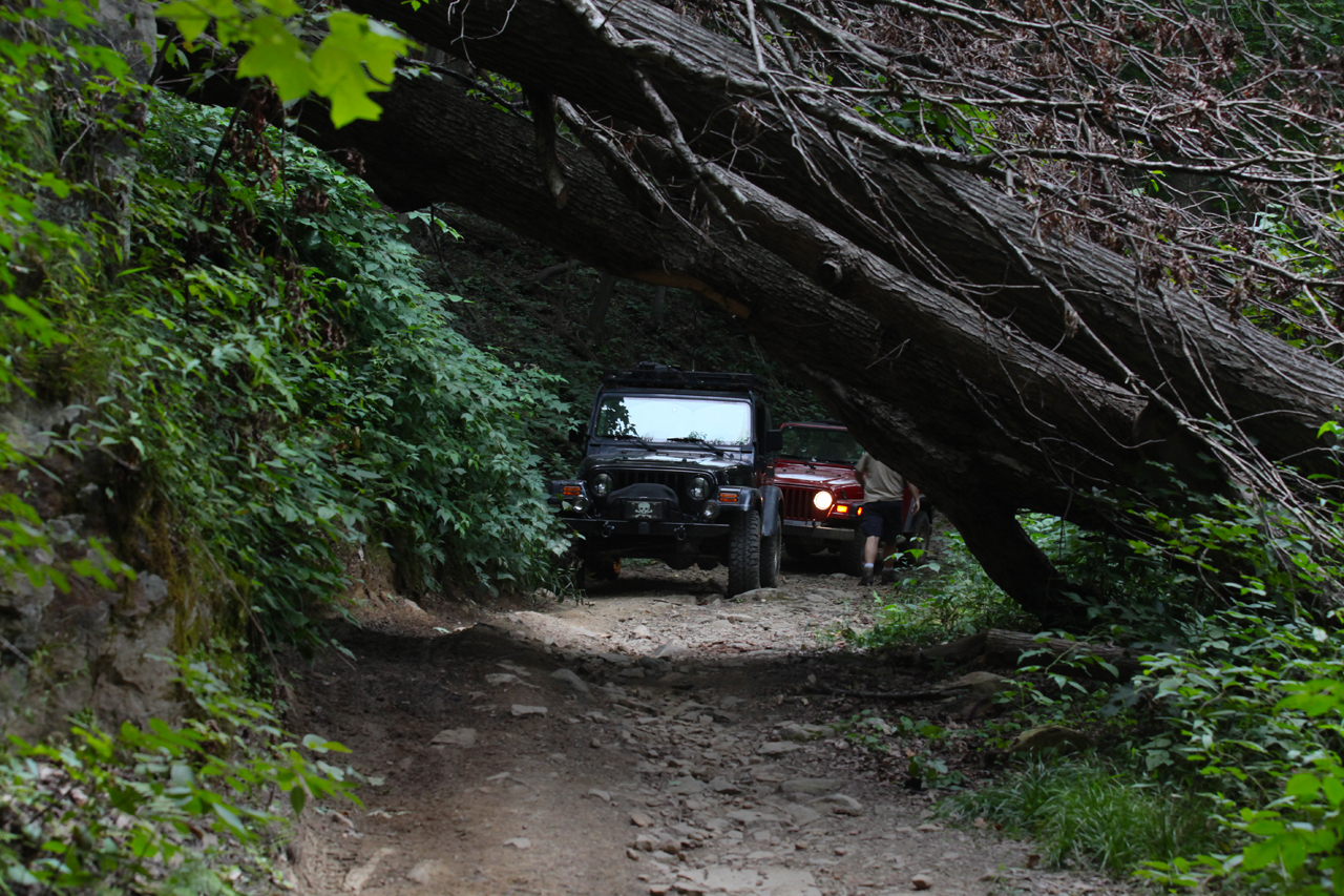 Tree Fall