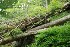 Fallen Timber on Beaver Hollow Rd