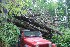 Fallen Timber on Beaver Hollow Rd