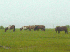 Assateague Ponies