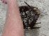 Horseshoe Crab