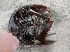 Horseshoe Crab
