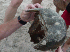 Horseshoe Crab