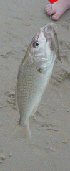 Prized Catch