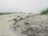 Dunes