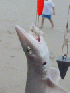 Sand Shark