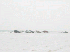Remains of Camporee 2003 (AMSA)