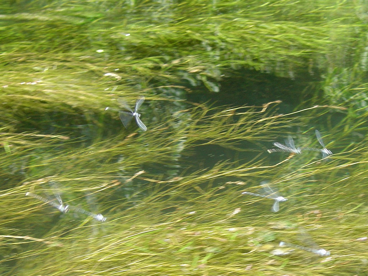 Dragon Flies