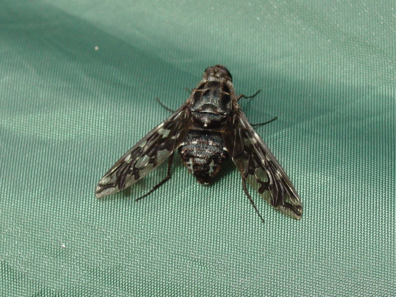 Medium Horse Fly