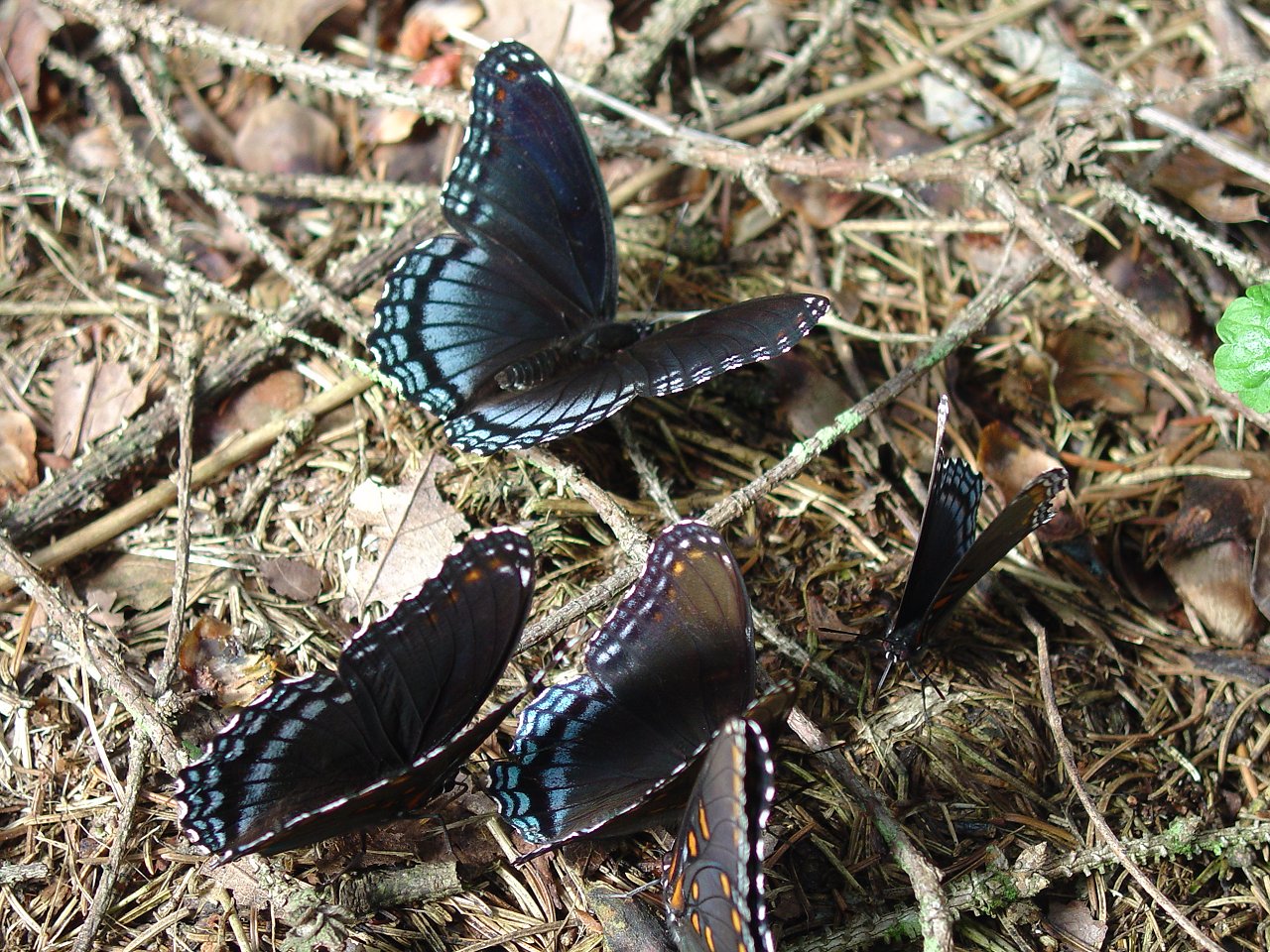 Butterflies