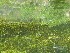 Dragon Flies