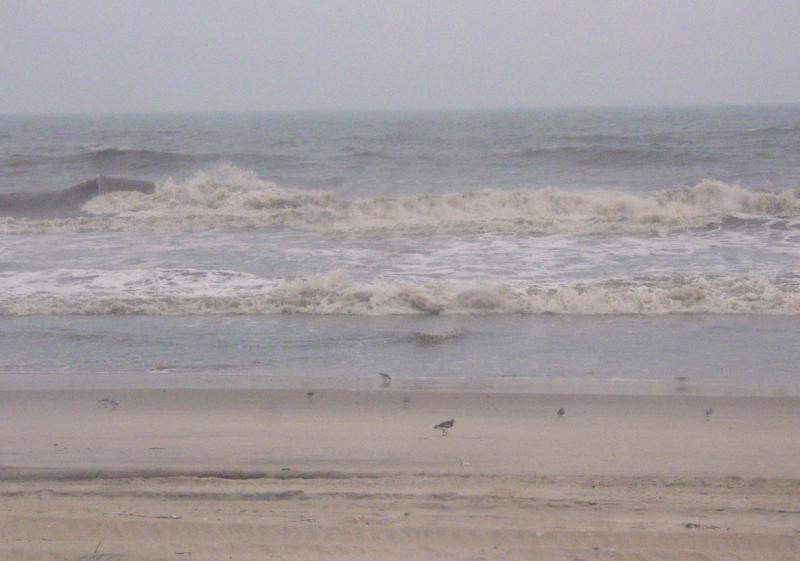 Surf - Click to Enlarge