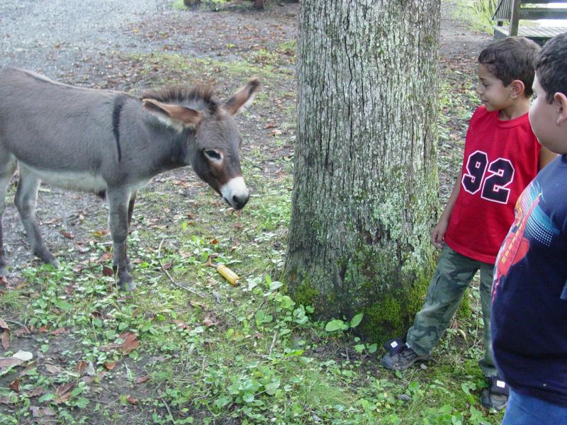 Cool Springs Park - The Donkey - Click to Enlarge