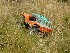 More RC Grass Action