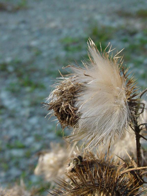 Thistle down