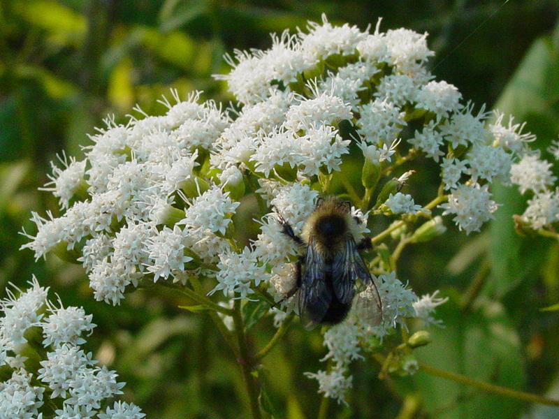 Pretty flowers with insect