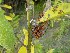 Cluster of insects on a milkweed plant