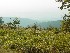 The hazy view