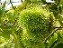 Chestnuts