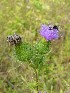 Thistle with insect