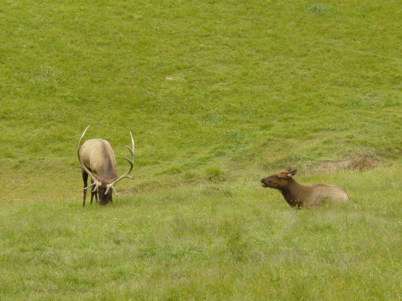 Elk at Wildlife Area